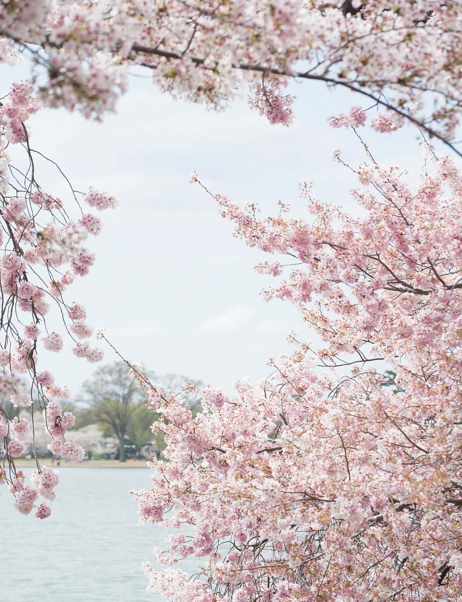 cherry blossom shallow focus photo of white and pink flowers blossom